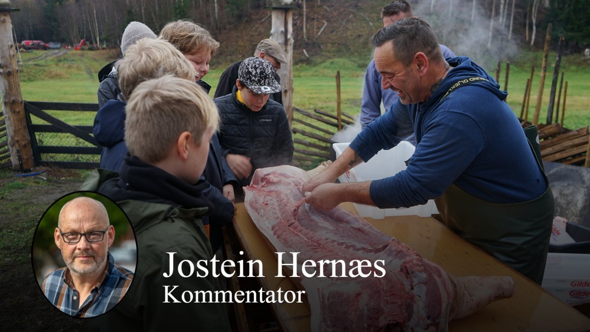 Slakting, Dyrevelferd | Griseslakt på timeplanen: Bra læring for barn