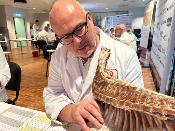 NM i kjøtt, dommere vurderer pinnekjøtt