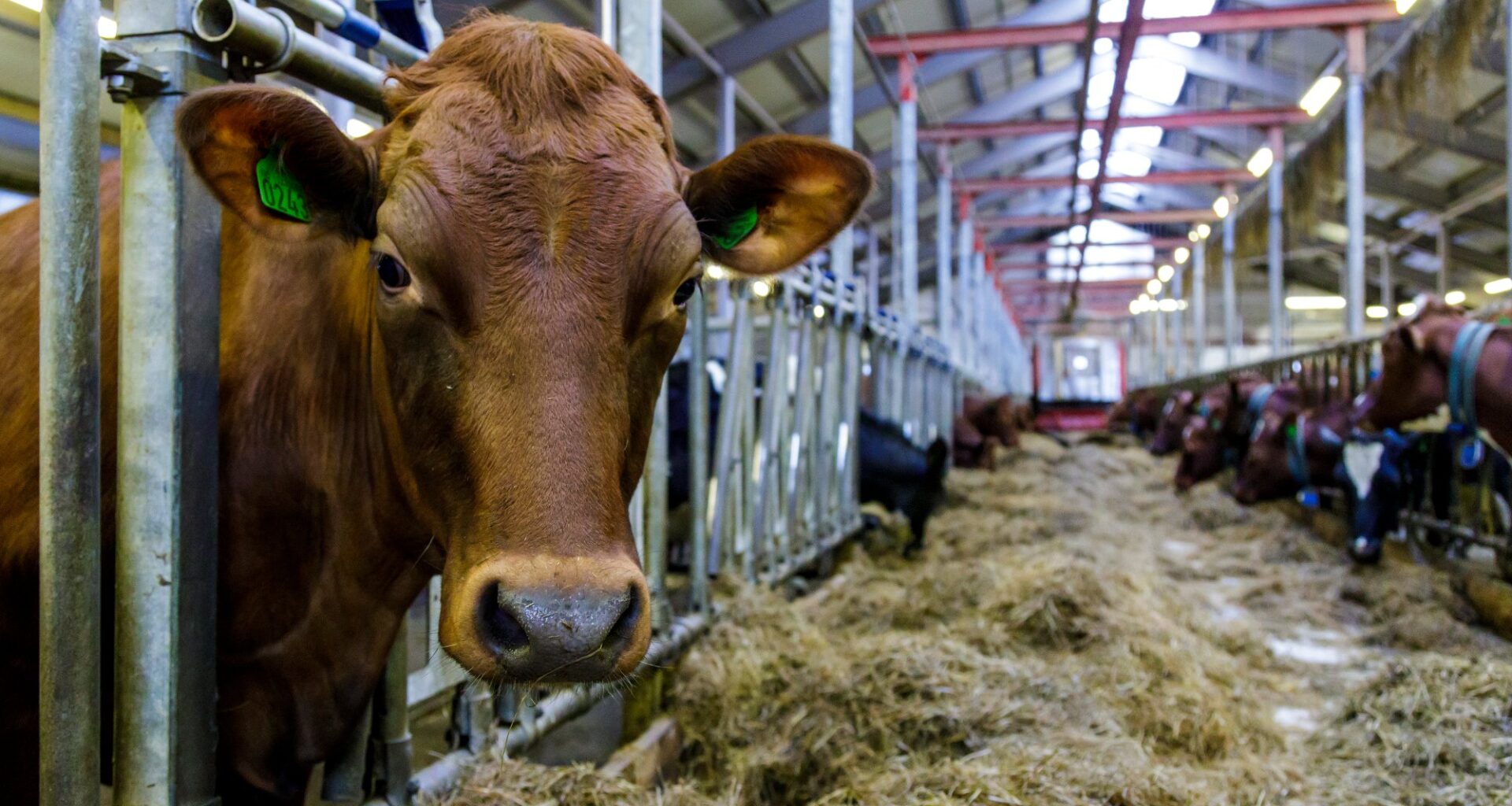 Frp, Metanhemmer | Frp vil stoppe metanhemmere i Norge