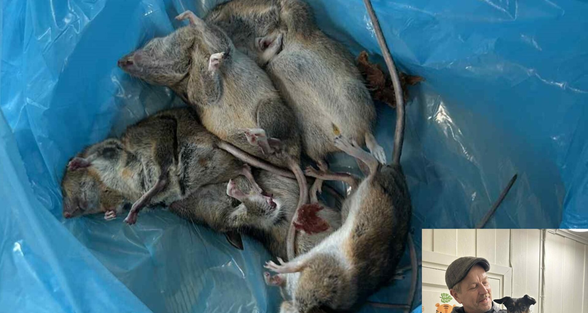 Skadedyr, Økonomi og næringsliv | Slik tar han knekken på musene – med en uventet metode - Oppland Arbeiderblad