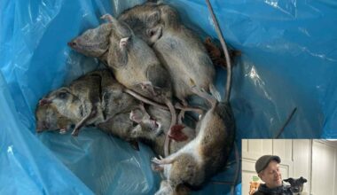 Skadedyr, Økonomi og næringsliv | Slik tar han knekken på musene – med en uventet metode - Oppland Arbeiderblad