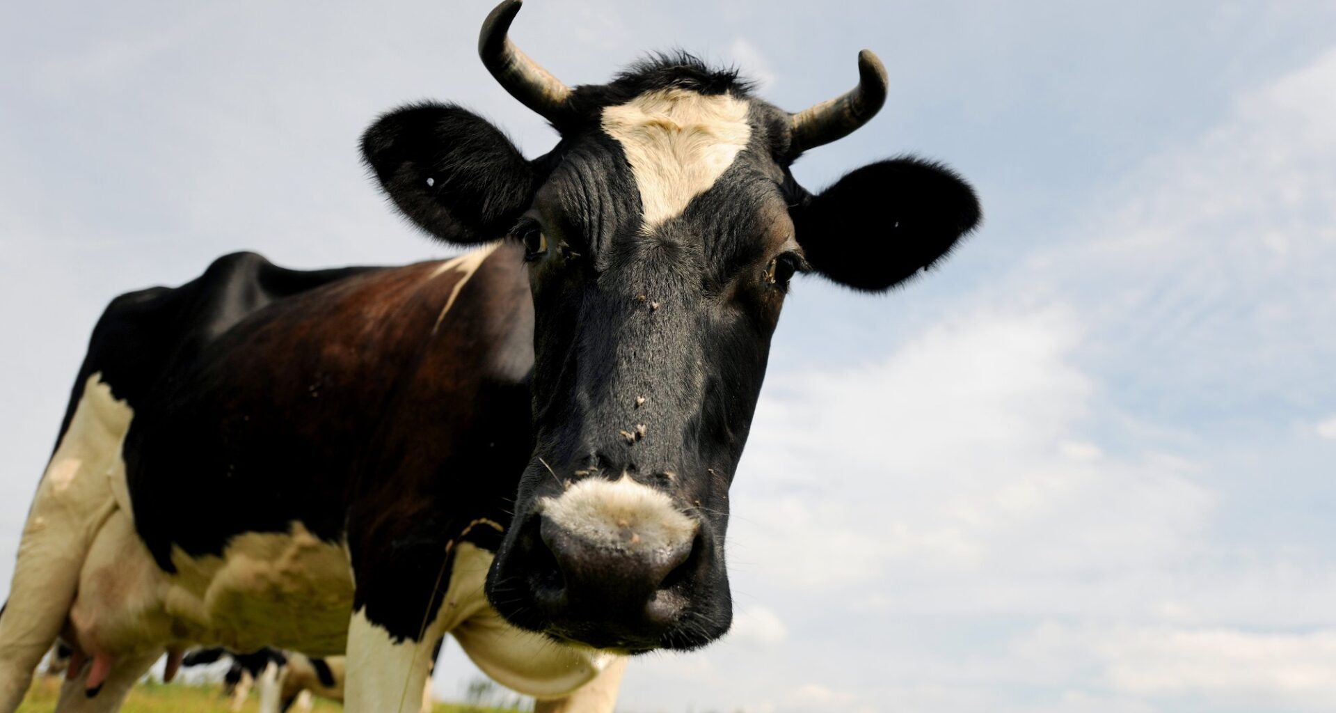 Metanhemmer, Metanhemmere | Døde kyr undersøkes etter stans i bruk av metanhemmende stoff i fôr