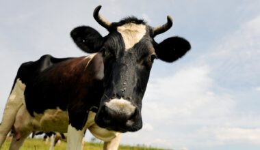 Metanhemmer, Metanhemmere | Døde kyr undersøkes etter stans i bruk av metanhemmende stoff i fôr