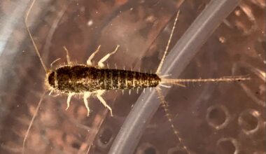 Skjeggkre, Innsekter | Black friday-advarsel: Kan få skjeggkre på døren