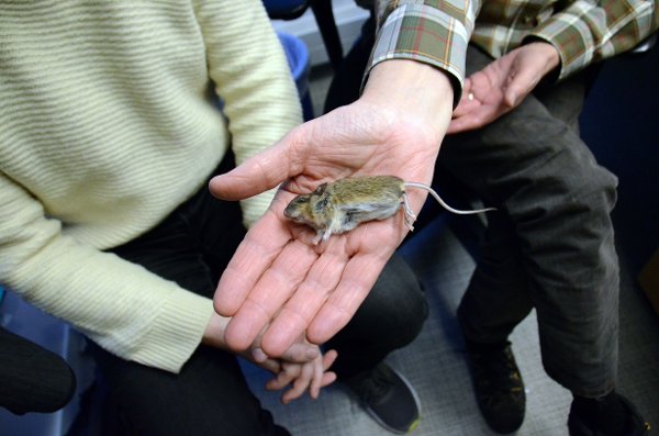 BRER OM SEG PÅ iNNHERRED: Småskogmusa har innvandret til Innherred. Her et eksemplar som gikk i fella på Heggesenget i Steinkjer.
