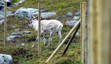 Reingjerde, Reindrift | Reingjerdet i Balsfjord bør utredes grundig