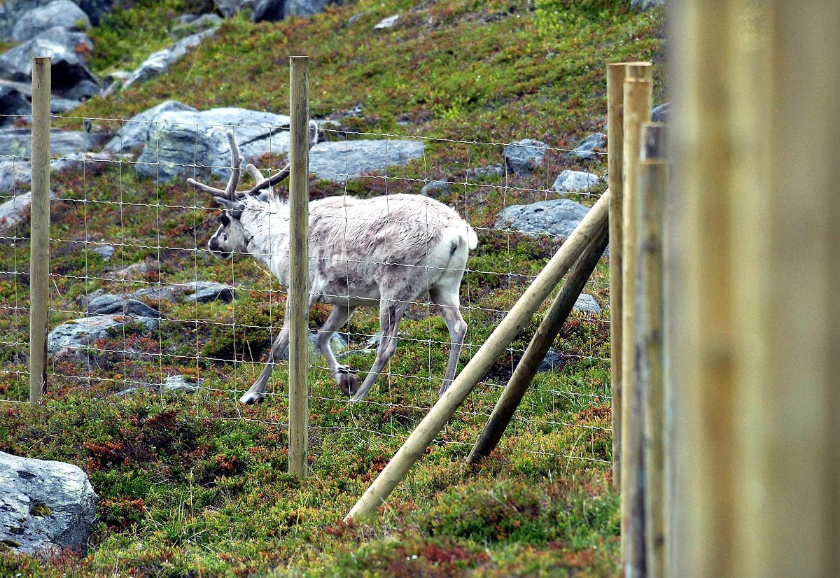 Reingjerde, Reindrift | Reingjerdet i Balsfjord bør utredes grundig