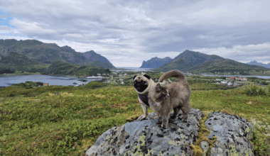Nyheter, Meninger | Fra vondt til verre - Bladet Vesterålen