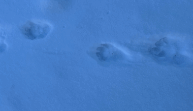 Gaupe, Friluft | Så gaupespor ved hytta: – Hatt gaupe på trappa før - Avisa Nordland