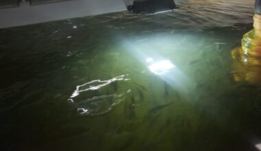 Arctic ser smoltmangel for Måsøval