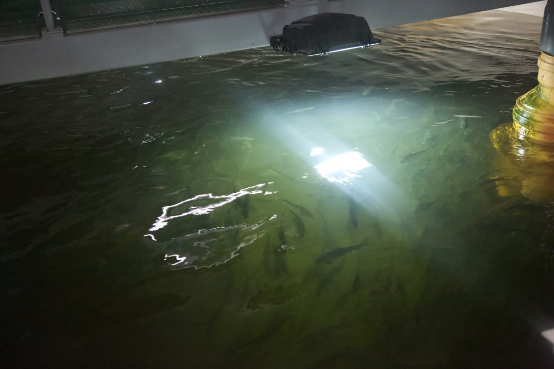 Arctic ser smoltmangel for Måsøval