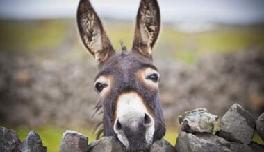 Advarer om uvanlige værskifter på Kanariøyene