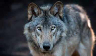 Video kan være det første beviset på at ville ulver har funnet ut hvordan man bruker verktøy