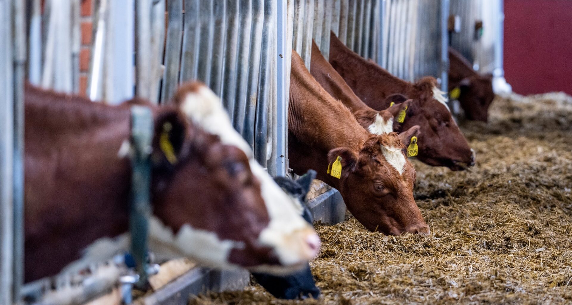 Metanhemmere, Landbruk | Ku som fikk metanhemmere avlivet på grunn av fordøyelsesproblemer