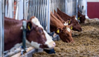 Metanhemmere, Landbruk | Ku som fikk metanhemmere avlivet på grunn av fordøyelsesproblemer