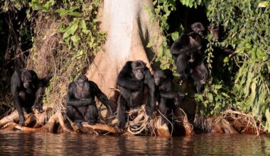 Sjimpanser på avsidesliggende øy har evner vi trodde bare mennesker hadde