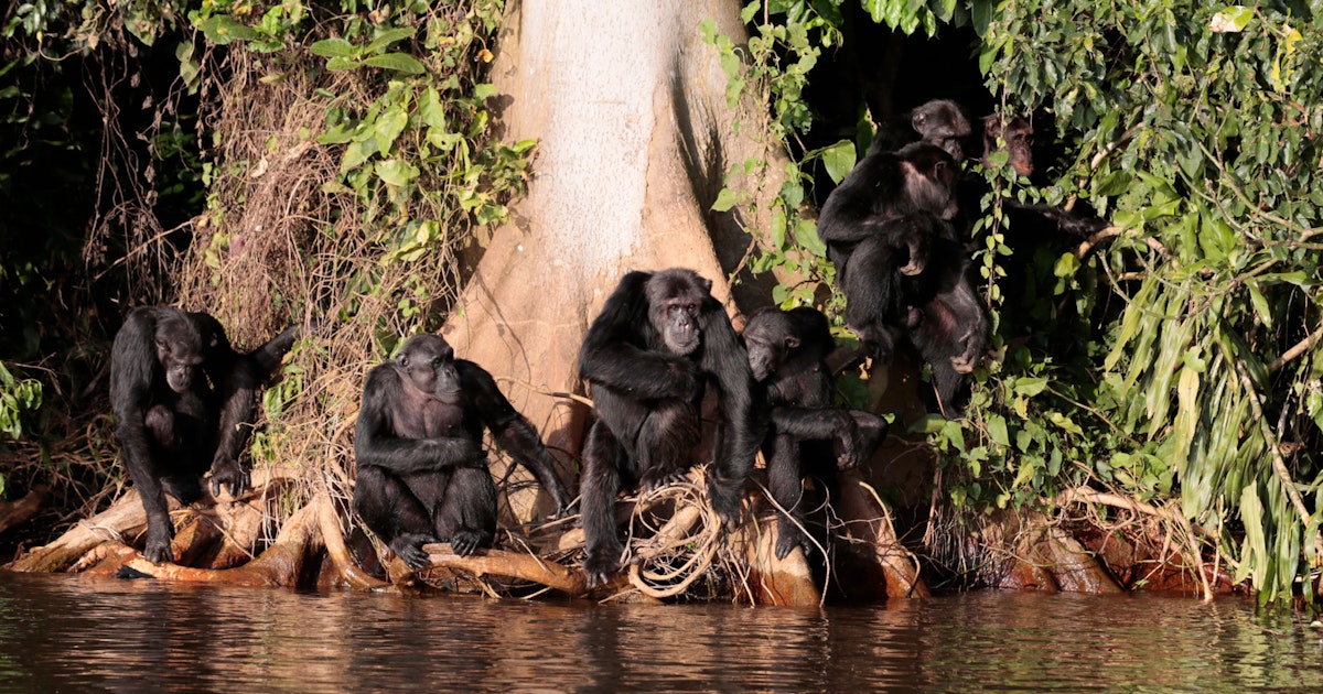 Sjimpanser på avsidesliggende øy har evner vi trodde bare mennesker hadde