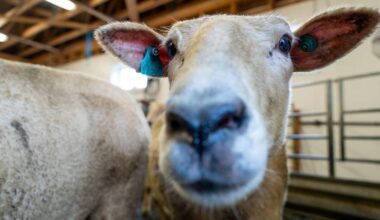Et nærbilde av et sauhodet med identifikasjonsmerke på øret. Bakgrunnen viser flere sauer i innendørs stall. Det er godt lys, og taket er synlig med trebjelker. Bildet gir et klart inntrykk av dyrenes miljø.