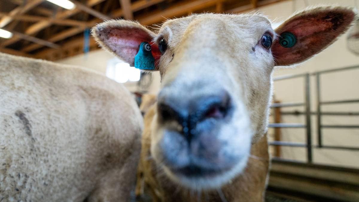 Et nærbilde av et sauhodet med identifikasjonsmerke på øret. Bakgrunnen viser flere sauer i innendørs stall. Det er godt lys, og taket er synlig med trebjelker. Bildet gir et klart inntrykk av dyrenes miljø.