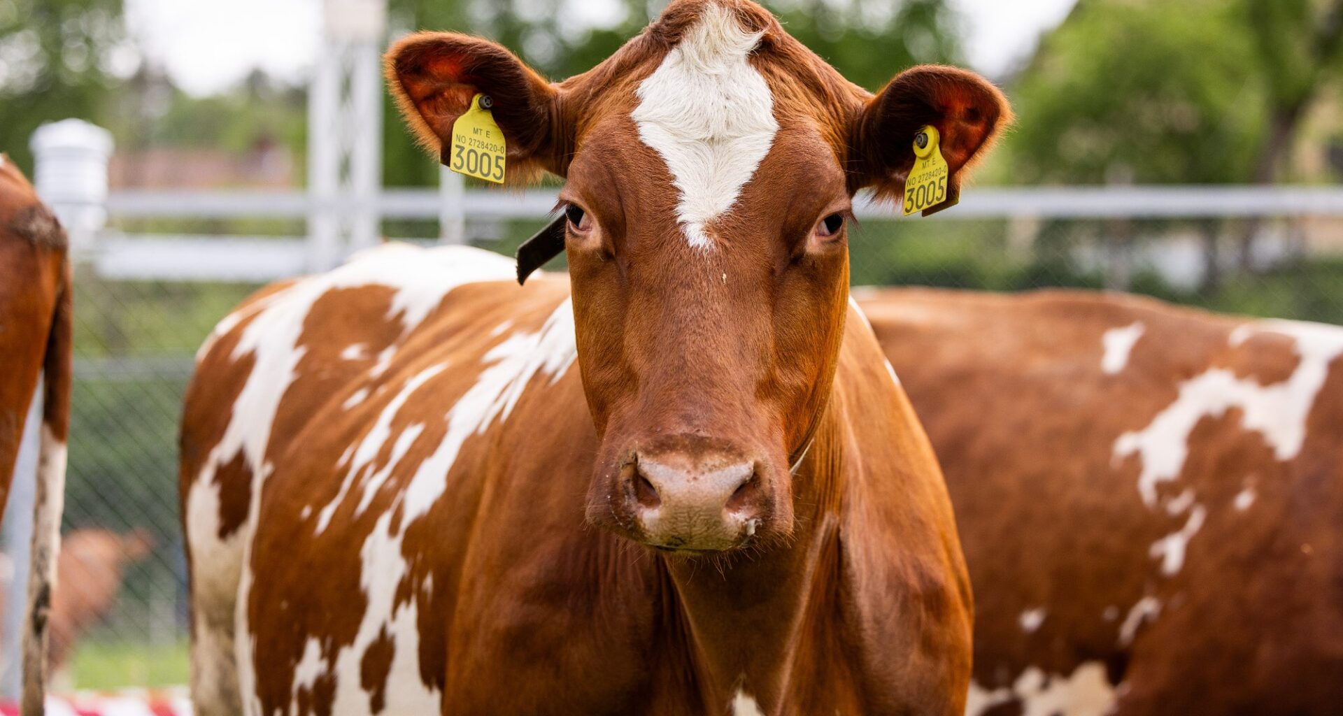 Melk, Ku | Bruken av metanhemmende stoff i fôret til norske kyr stoppes inntil videre
