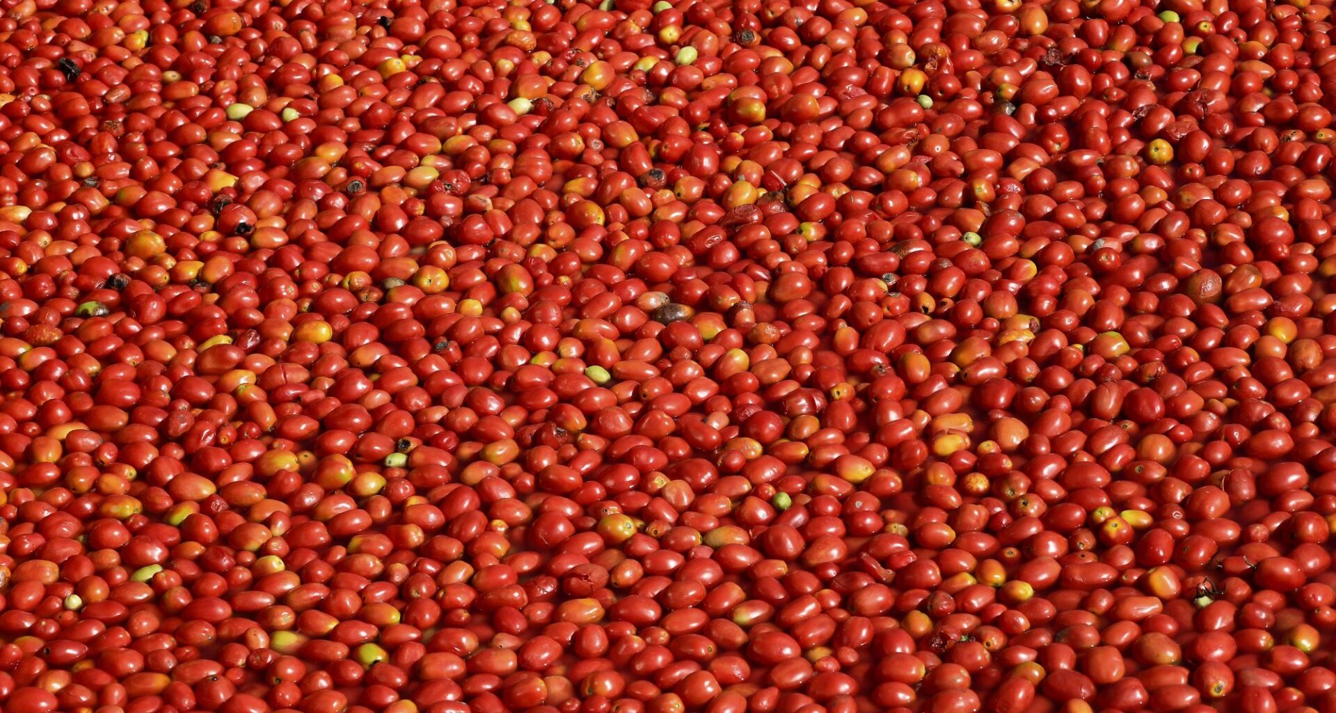 Tomatpuré, Tomatproduksjon | Kinesisk tomatpuré-krise: Dramatisk fall