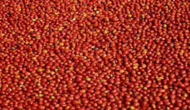 Tomatpuré, Tomatproduksjon | Kinesisk tomatpuré-krise: Dramatisk fall