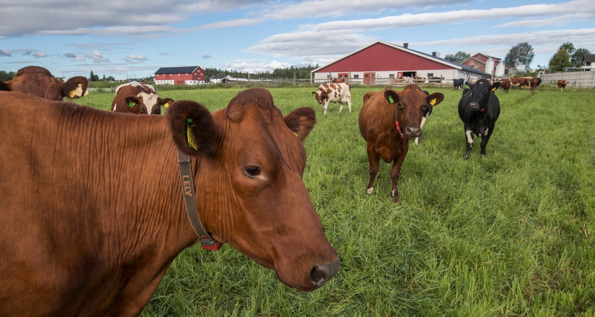 Landbruk, Metanhemmere | Bruken av metanhemmende stoff i fôret til norske kyr stoppes