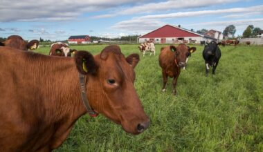 Landbruk, Metanhemmere | Bruken av metanhemmende stoff i fôret til norske kyr stoppes