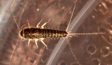 Kan få skjeggkre på døren