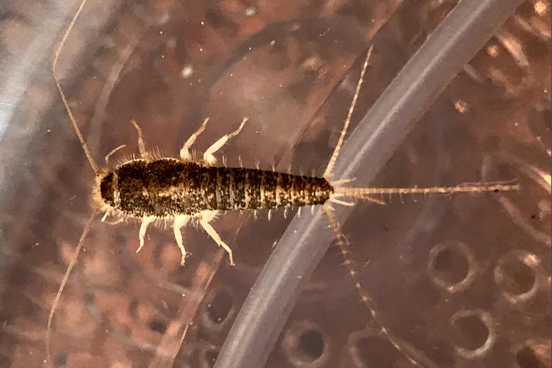 Kan få skjeggkre på døren