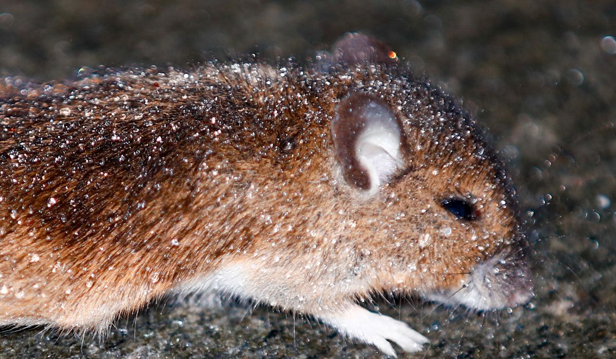 Kraftig økning av mus i norske hus