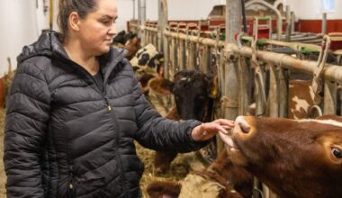 Skulda for å putte gift i dyra – Tine stoppar med metanhemmaren Bovaer – NRK Vestland