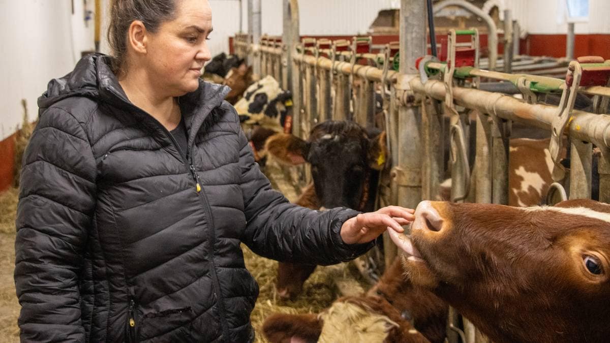 Skulda for å putte gift i dyra – Tine stoppar med metanhemmaren Bovaer – NRK Vestland