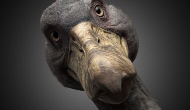 5 utdødde dyr som forskere ønsker å vekke til live igjen