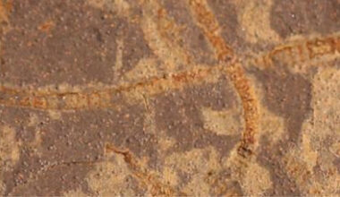 Forskere oppdager spor etter fotosyntetisk liv som er 1 milliard år eldre enn tidligere kjent -