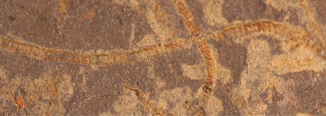 Forskere oppdager spor etter fotosyntetisk liv som er 1 milliard år eldre enn tidligere kjent -