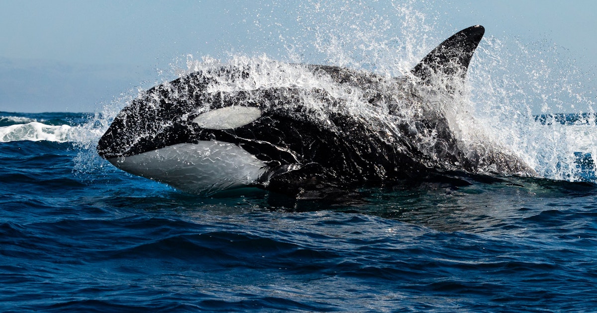 Spekkhoggere har blitt observert mens de tar livet av hvithai utenfor kysten av Mexico. De bruker en spesiell metode der de snur haien for å lamme den.