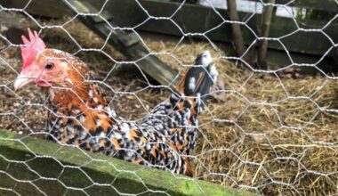 Landbruk og mat, Klepp | Innfører restriksjoner i jærkommunene