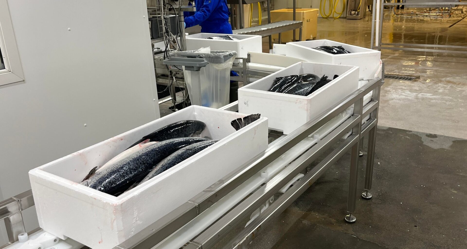 Øksnes, Alsvåg Lakseslakteri | Misbrukt i lakseeksport til Kasakhstan: – Alvorlig og helt uakseptabelt