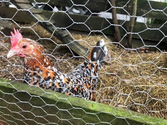 Landbruk og mat, Klepp | Innfører restriksjoner i jærkommunene