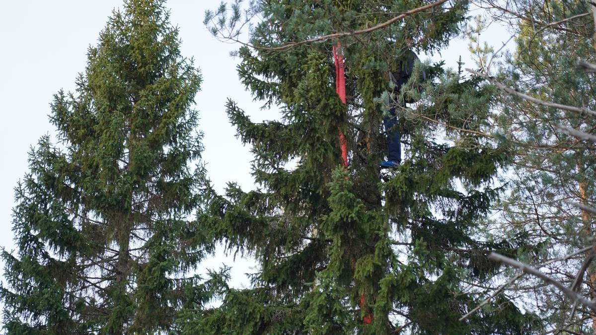 En person klatrer i en høy gran. Det er festet en rød slange til treet. Omgivelsene er skogkledde, med flere trær rundt. Himmelen er lys, og det ser ut til å være dag.