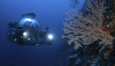 Havets skjulte fjell er fargerike oaser av liv