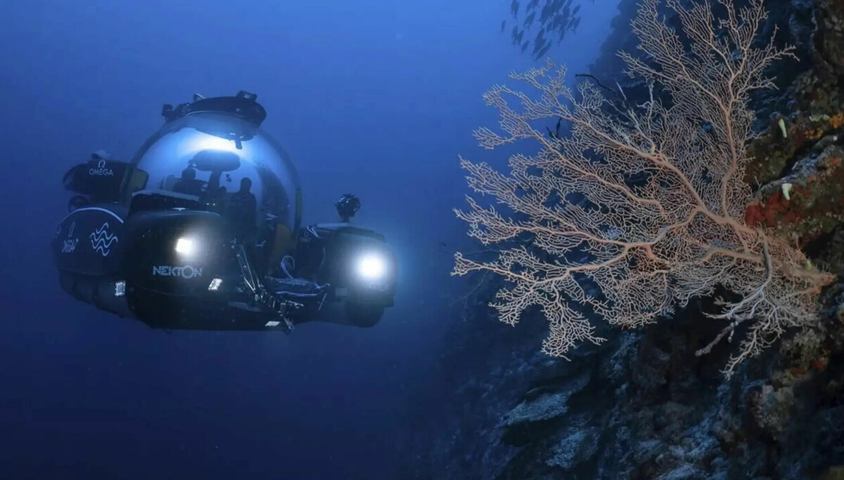 Havets skjulte fjell er fargerike oaser av liv