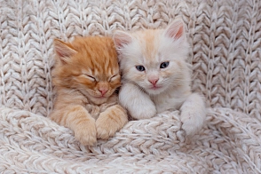 Hvilken katt passer ditt stjernetegn?