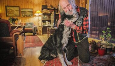 Hunden Bamse (14) funnet – politiet avhører kvinne