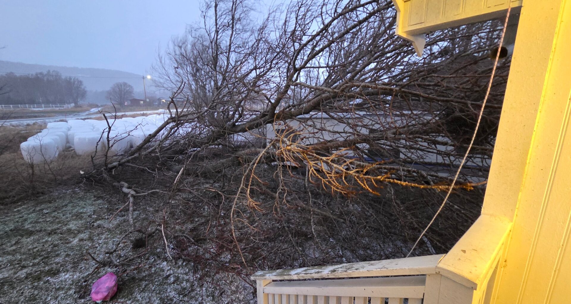 Vær, Vind | Aldri opplevd lignende: – Gubben kunne fått treet i hodet - Avisa Nordland