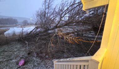 Vær, Vind | Aldri opplevd lignende: – Gubben kunne fått treet i hodet - Avisa Nordland
