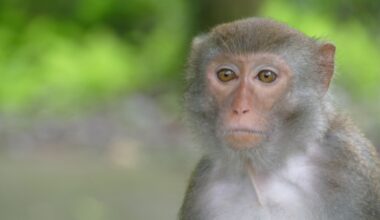 Forskere lærte apene noe de trodde var unikt for mennesker og fugler