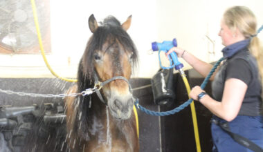 Gävle: Isak sikret 250.000 - Trav og Galopp-Nytt