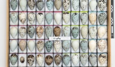 Tiltalt for handel med fugleegg